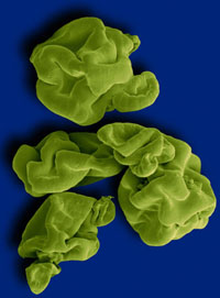 spirulina alga